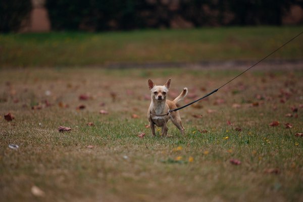 Verführerisch köstliche russische Pelmeni: Einzigartige Fleischfüllung mit cremigem Genuss!